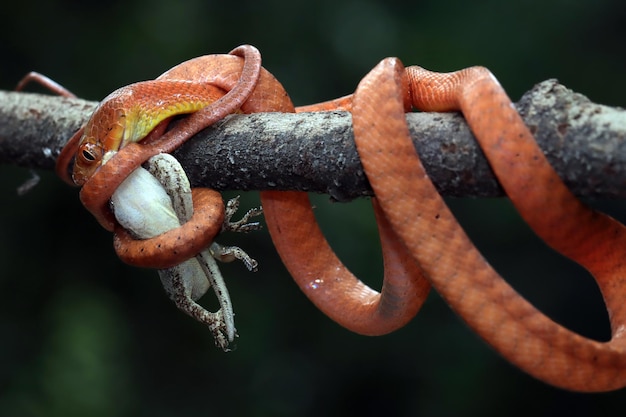 Kostenloses Foto baby-rote boiga-schlange auf baum, der versucht, eidechse zu essen baby-rote boiga-schlange closeup auf zweig