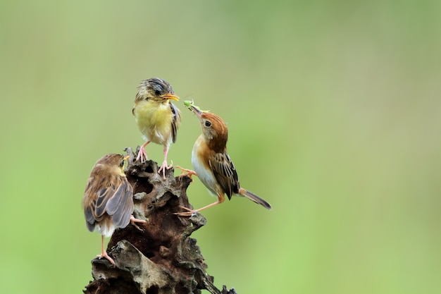 Baby zitting cisticola vogel wartet auf nahrung von seiner mutter