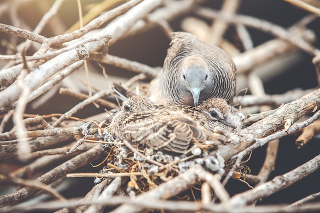 Kostenloses Foto babylarven im nest im sommer