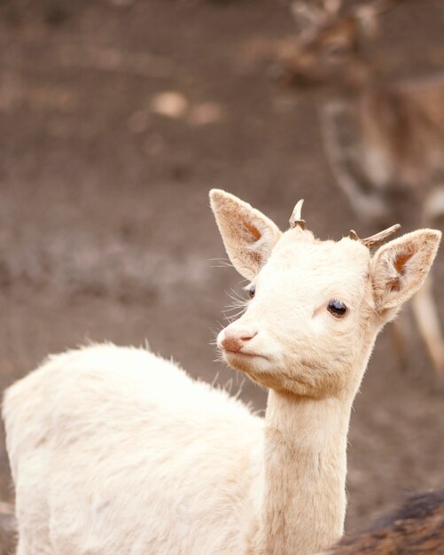 Babywild gefangen im wilden Wald