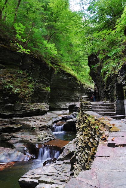 Kostenloses Foto bach im wald