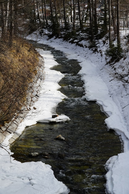 Kostenloses Foto bach und bäume