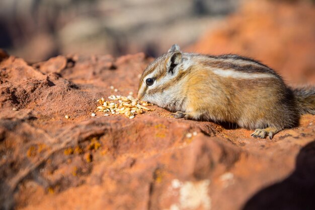 Backenhörnchen