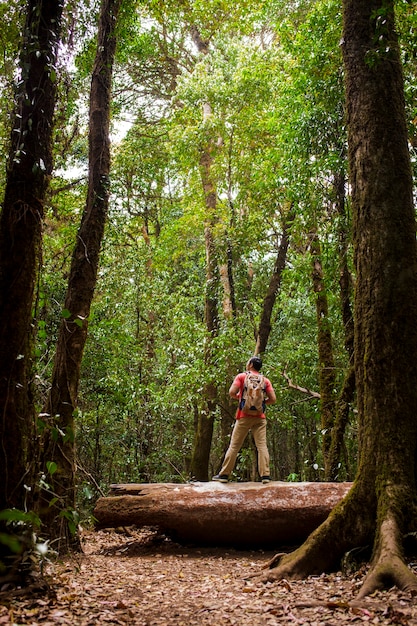 Backpacker steht auf Baumstamm im Wald