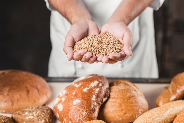 Bäcker, der Weizenkörner in den Händen vor gebackenem Brot hält