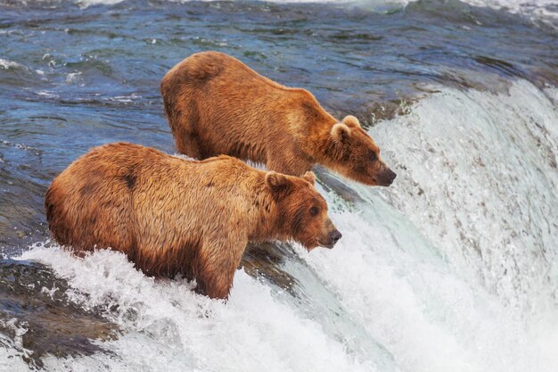 Bär auf Alaska