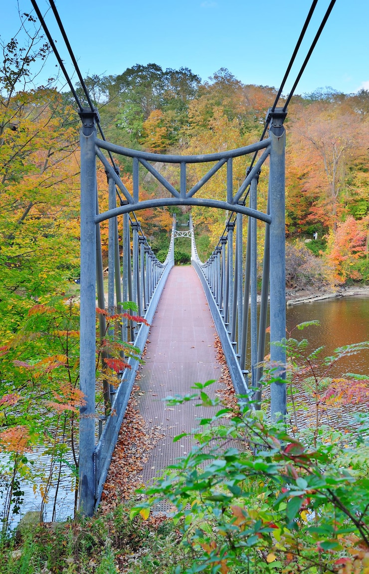 Kostenlose Foto bärengebirgslaub