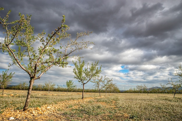 Kostenloses Foto bäume auf einem feld tagsüber nebeneinander