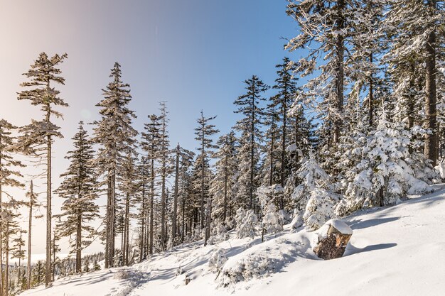 Bäume bedeckt im Schnee in einem Wald unter dem Sonnenlicht und einem blauen Himmel