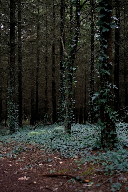 Bäume bedeckt mit Blättern im gruseligen und eindringlichen Wald