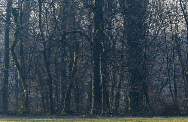 Bäume im düsteren Wald in Maksimir, Zagreb, Kroatien