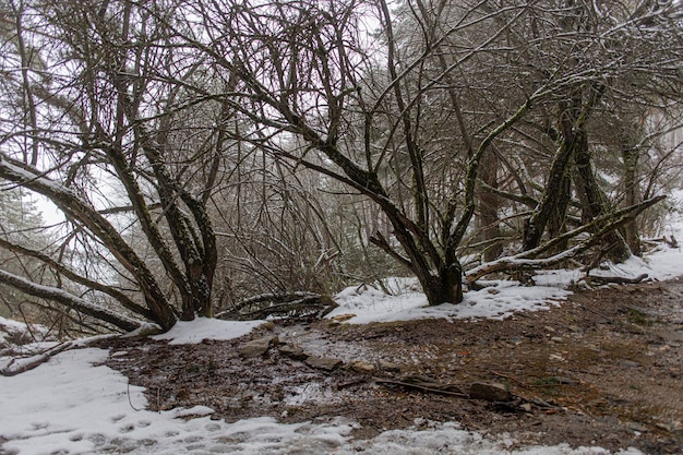 Bäume im Wald im Winter mit Schnee bedeckt