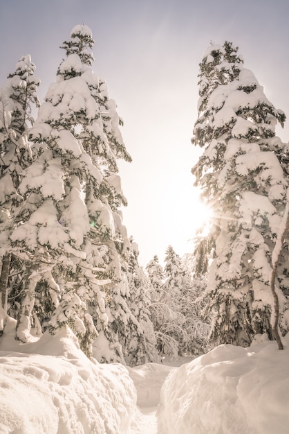 Kostenloses Foto bäume im winter mit schnee (gefiltertes bild verarbeitet vin bedeckt