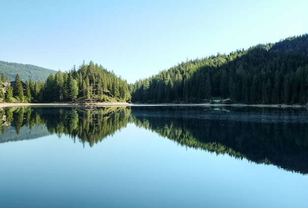 Bäume in der nähe von gewässern