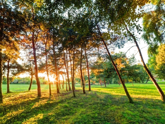 Bäume in einem Park bei Sonnenuntergang