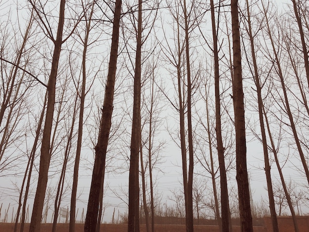 Bäume in einem Winterwald an einem nebligen Tag