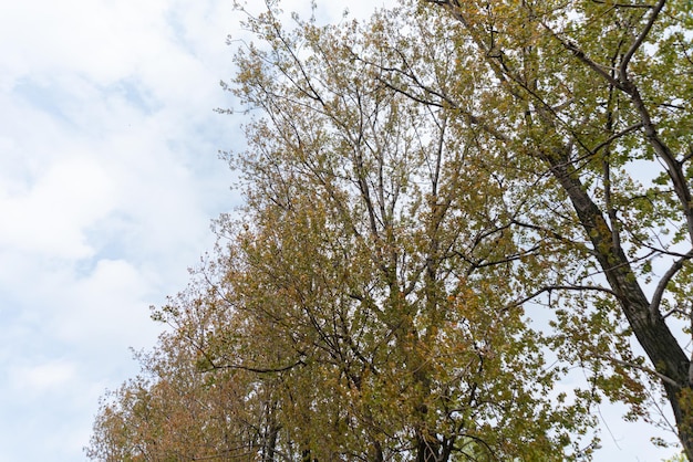 Kostenloses Foto bäume mit blättern an einem bewölkten tag