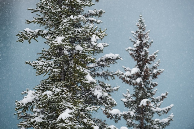 Kostenloses Foto bäume mit schnee bedeckt