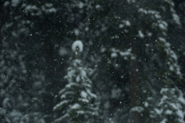 Kostenloses Foto bäume mit schnee bedeckt