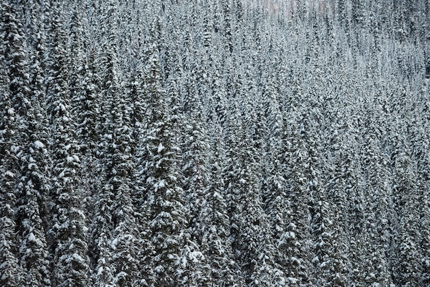 Bäume mit Schnee bedeckt