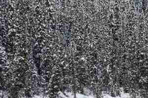 Kostenloses Foto bäume mit schnee bedeckt