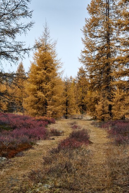 Bäume nebeneinander in einem Wald mit trockenen gelben Blättern