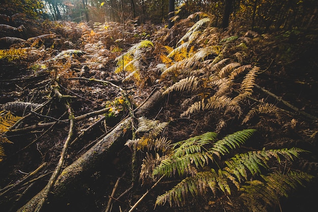 Bäume und Büsche bedecken im Herbst den Boden eines Waldes unter Sonnenlicht