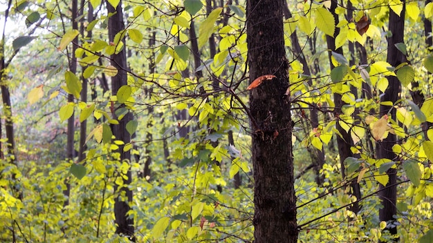 Bäume und Büsche mit grünen Blättern in einem Wald in Chisinau, Moldawien