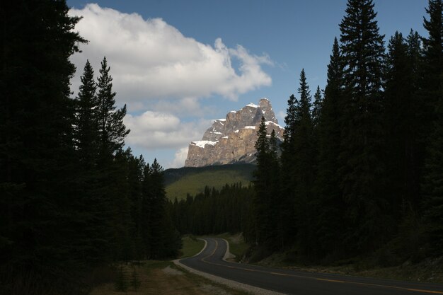 Bäume vor einer Klippe in den Nationalparks Banff und Jasper