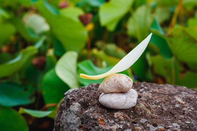 Balance Stein und Lotus Blütenblatt auf dem Felsen des Teiches