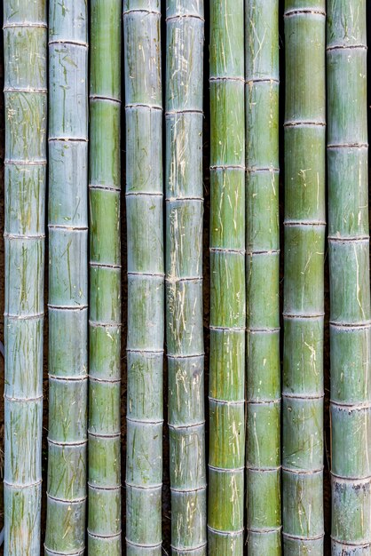 Bambusfloß