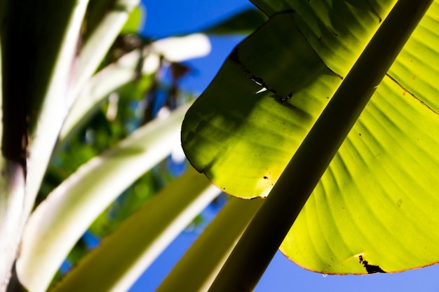 Bananenblätter im Sonnenlicht