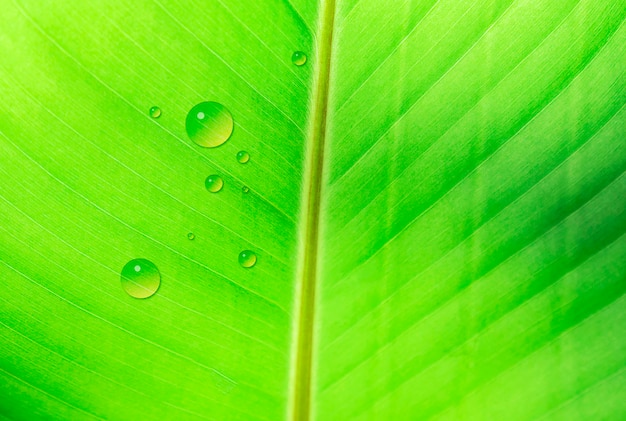 Kostenloses Foto bananenblattbeschaffenheit mit wassertropfen