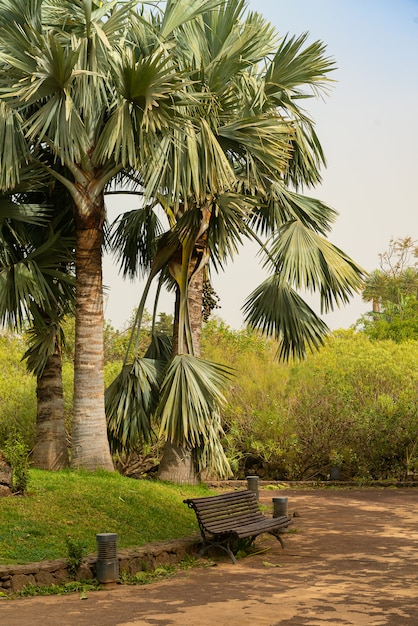 Bank unter der Palme in einem öffentlichen Park mit Sandsturm, Calima bedeckt. Teneriffa, Spanien