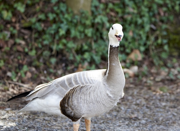 Bar--köpfige Gans Warnruf