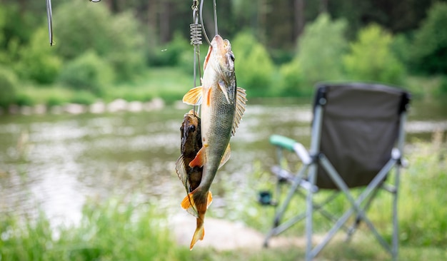 Kostenloses Foto barsch auf angelrute auf einem verschwommenen seehintergrund