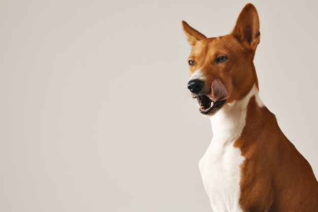 Basenji-Hund leckt seine Nase und zeigt seine Zahnaugen halb geschlossen vor weißem Wandhintergrund
