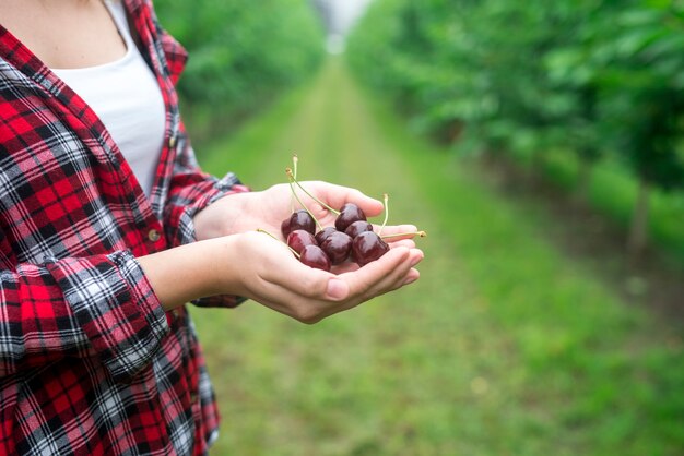 Bauer, der Kirschfrucht in seinen Händen im Obstgarten hält