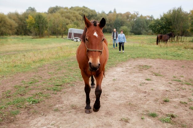 Bauer mit schönem Pferd hautnah