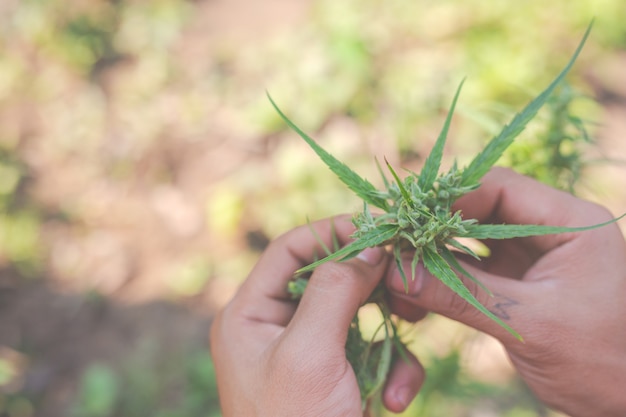 Kostenloses Foto bauern halten marihuana (cannabis) bäume auf ihren farmen.