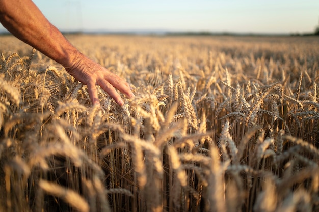 Bauernhände gehen durch Ernten im Weizenfeld im Sonnenuntergang