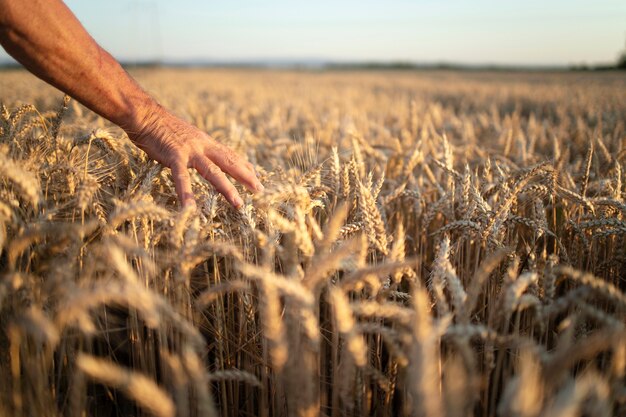 Bauernhände gehen durch Ernten im Weizenfeld im Sonnenuntergang