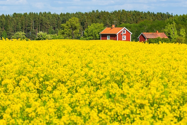 Bauernhäuser in einem Feld voller gelber Blumen mit Bäumen in der Szene in Schweden