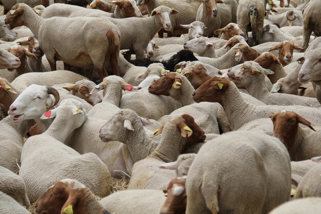 Bauernhof mit getrimmten weißen und braunen Schafen und Widdern