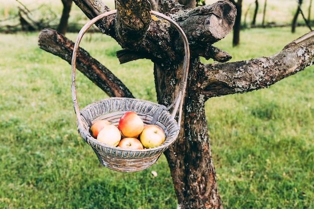 Bauernhofkonzept mit dem Korb von Äpfeln, die am Baum hängen