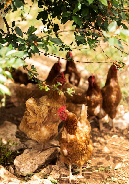 Bauernhofkonzept mit Hühnern
