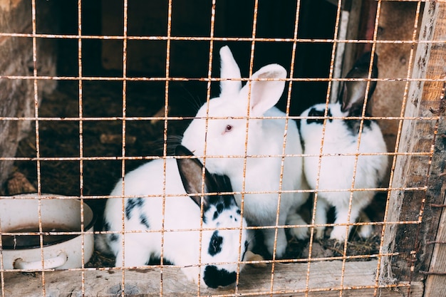 Kostenloses Foto bauernhofkonzept mit kaninchen