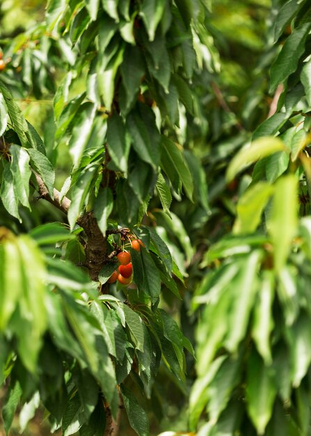 Bauernhofkonzept mit Kirschbaum