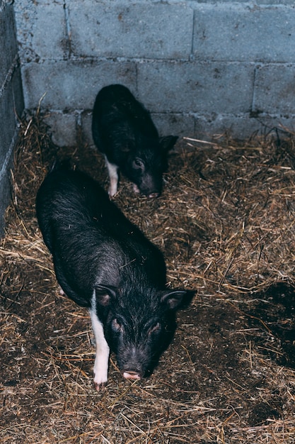 Bauernhofkonzept mit schwarzen Schweinen