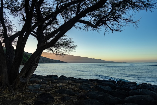 Baum am Strand und ein Meer während des Sonnenuntergangs